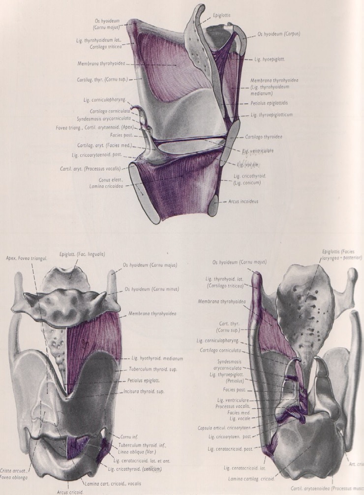fig. 2 Scheletro laringeo: cartilagini, articolazioni, membrane e legamenti