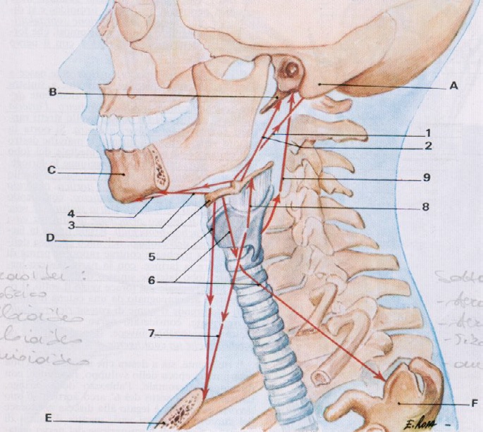 fig. 3 Muscolatura estrinseca laringea