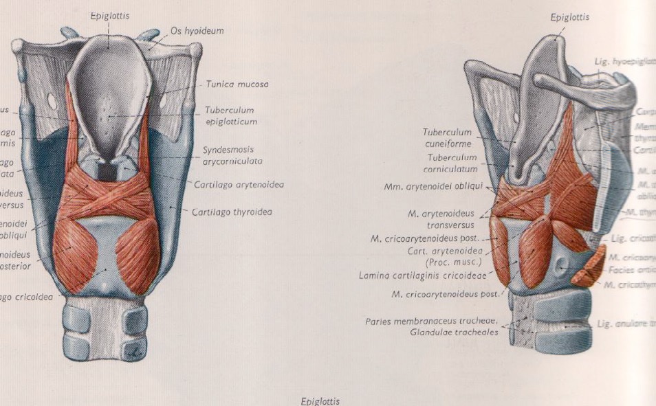 fig. 4 Muscolatura intrinseca laringea