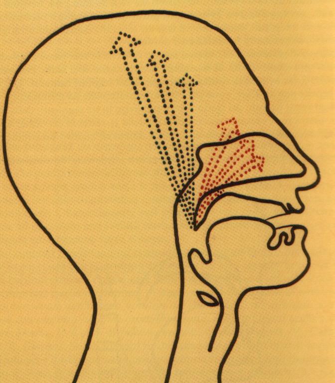 fig. 6 cavità di risonanza sopraglottiche (vocal tract)