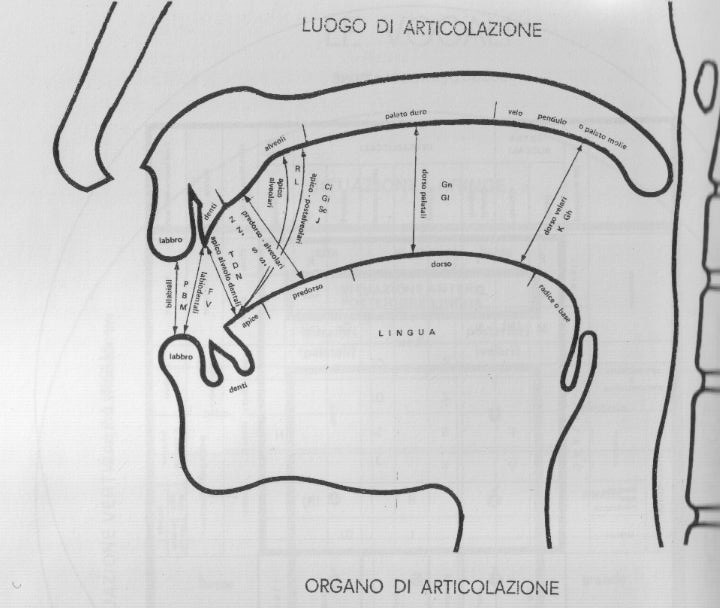 fig. 7 luoghi e modi di articolazione consonantica per la lingua italiana