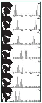 Fig. 6/a. Le sette vocali italiane: sezione schematica del canale vocale e spettri semplificati delle vocali, mostranti gli effetti della risonanza sul timbro del suono laringeo. La prima formante (la più bassa, dipendente dalla cavità della gola) cresce dalla /i/ alla /a/ e diminuisce dalla /a/ alla /u/ mentre la seconda (dipendente dalla cavità della bocca) diminuisce con continuità dalla /i/ alla /u/. L’altezza delle formanti dipende dal volume delle cavità di risonanza: a cavità grandi corrispondono formanti basse; a cavità piccole formanti alte. Nella pagina seguente viene indicato il modo, di ottenere dal pianoforte dei suoni dal colore in qualche modo vocalico.