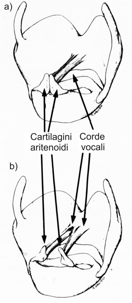 Fig. 2. Visione posteriore della laringe. Le piccole cartilagini aritenoidi sono imperniate sulla cartilagine cricoide (i muscoli che presiedono al loro movimento non sono rappresentati). A corde vocali riunite (a), l’aria non può passare attraverso la laringe (nella fig. è rappresentato soltanto il margine interno delle c. v., che occludono invece tutto il passaggio). Si costituisce così una valvola che si apre e si chiude alla frequenza della nota desiderata come le labbra di un suonatore di tromba. Quando respiriamo la valvola è rilasciata e aperta (b). Nella parola e nel canto l’entità della tensione delle corde vocali è determinata da muscoli attaccati alla parte posteriore delle cartilagini aritenoidi così come dal grado di inclinazione della cartilagine tiroide per azione di certi muscoli esterni alla laringe, che agiscono, su di essaimage description